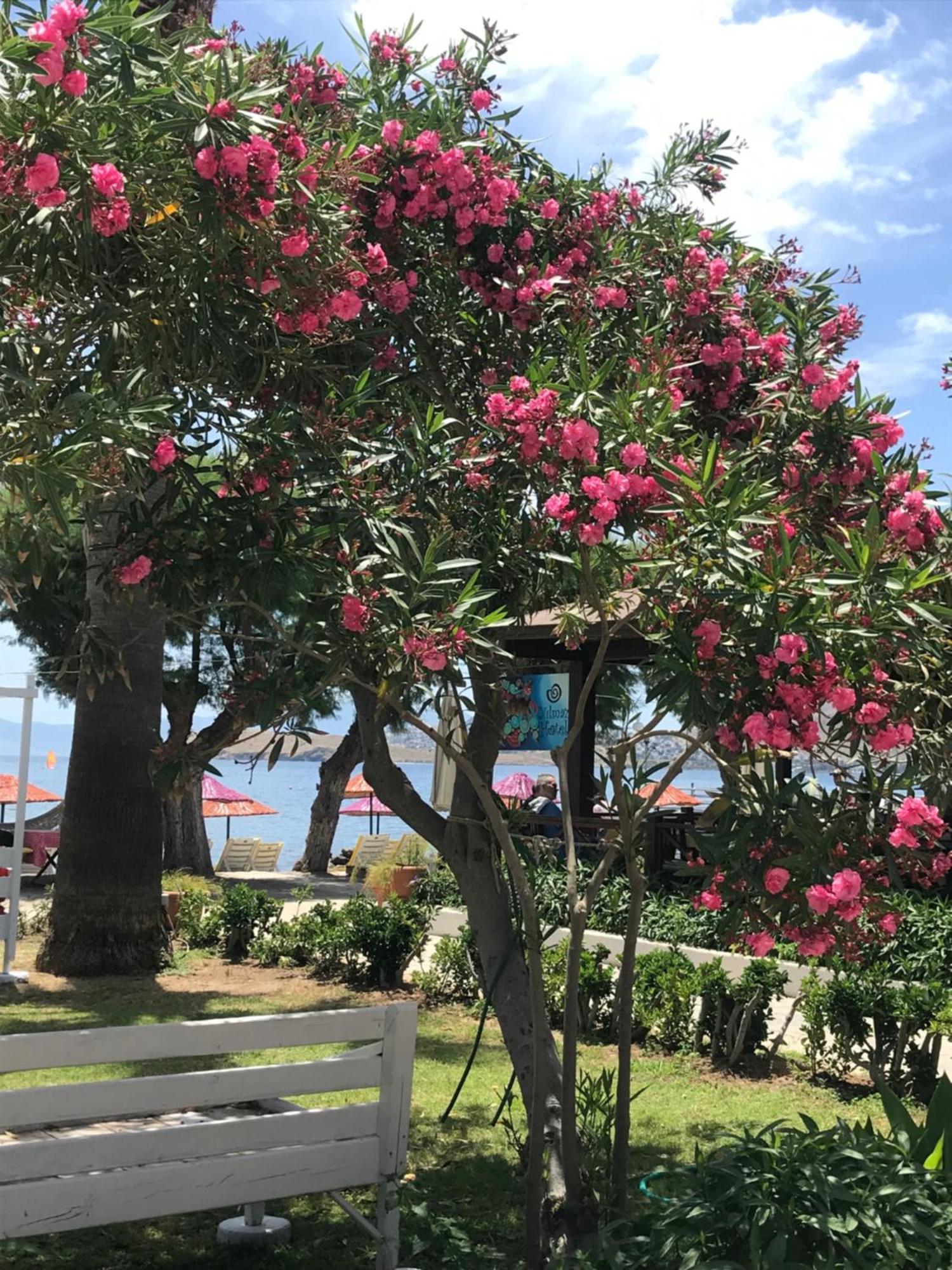 Yilmaz Hotel Ortakent Exteriér fotografie